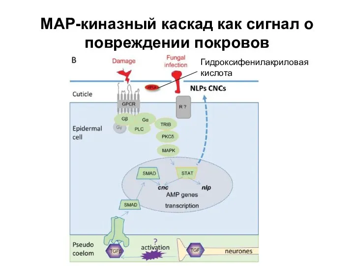 МАР-киназный каскад как сигнал о повреждении покровов Гидроксифенилакриловая кислота