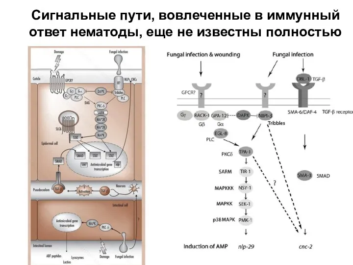 Сигнальные пути, вовлеченные в иммунный ответ нематоды, еще не известны полностью