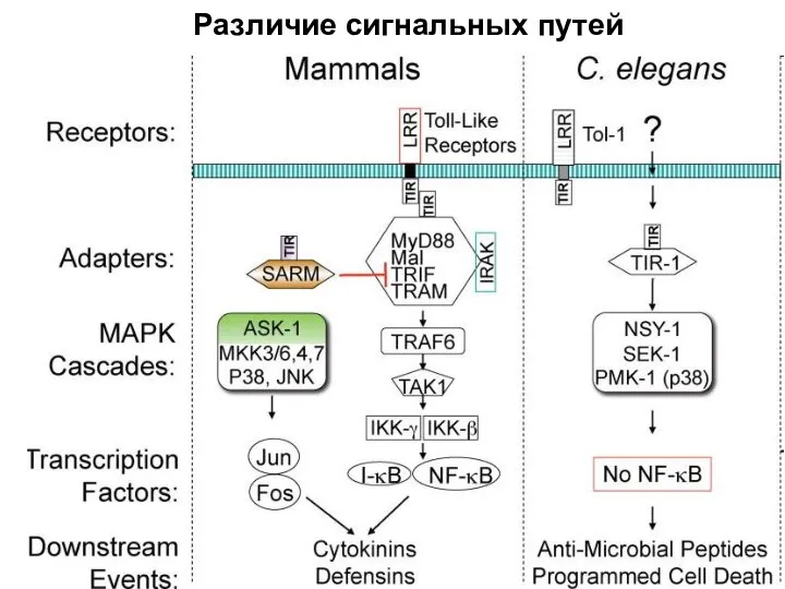 Различие сигнальных путей