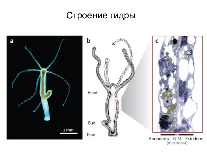 Строение гидры