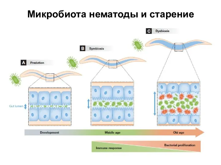 Микробиота нематоды и старение