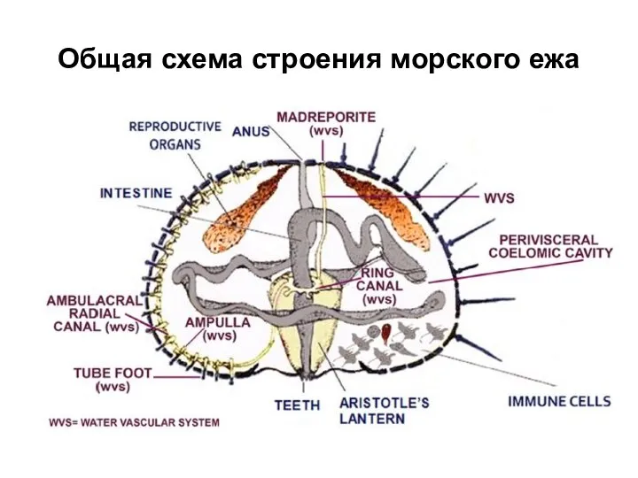 Общая схема строения морского ежа