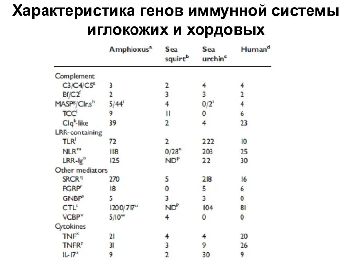 Характеристика генов иммунной системы иглокожих и хордовых