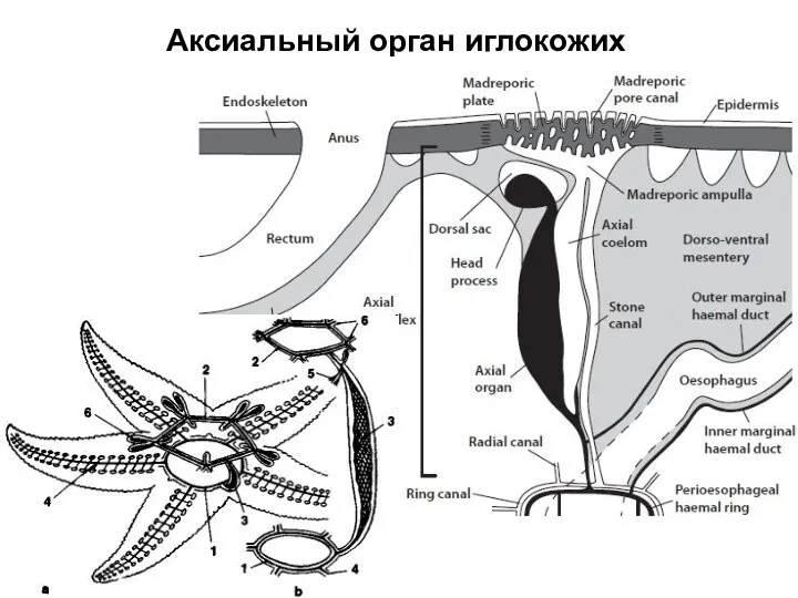 Аксиальный орган иглокожих