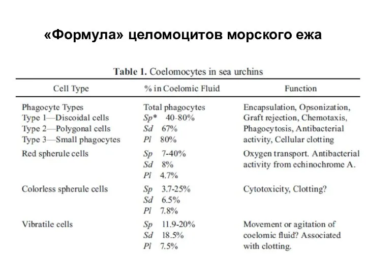 «Формула» целомоцитов морского ежа