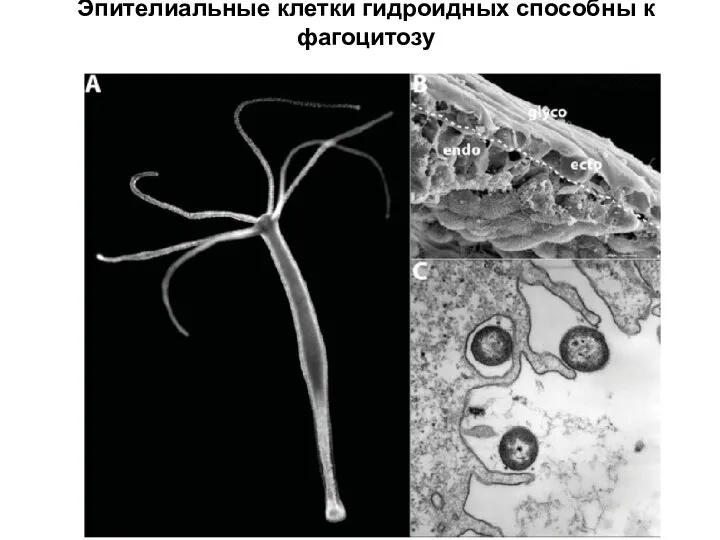 Эпителиальные клетки гидроидных способны к фагоцитозу