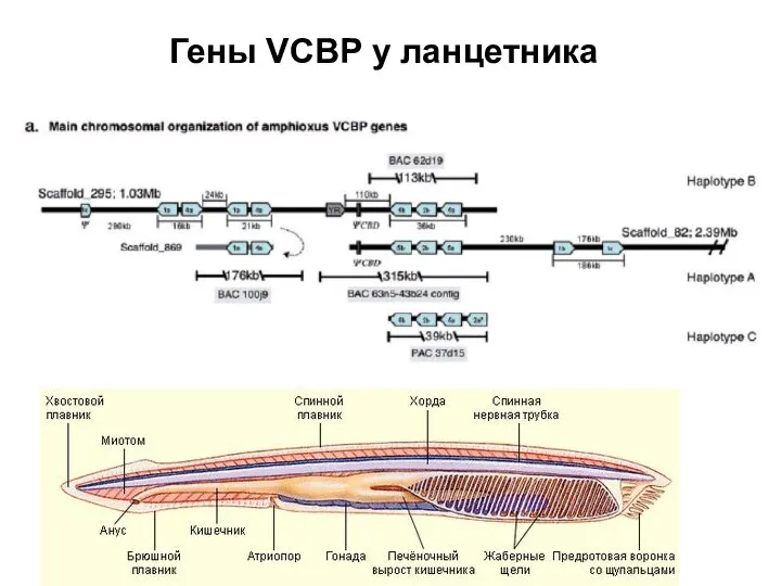 Гены VCBP у ланцетника