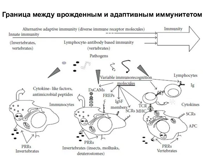 Граница между врожденным и адаптивным иммунитетом