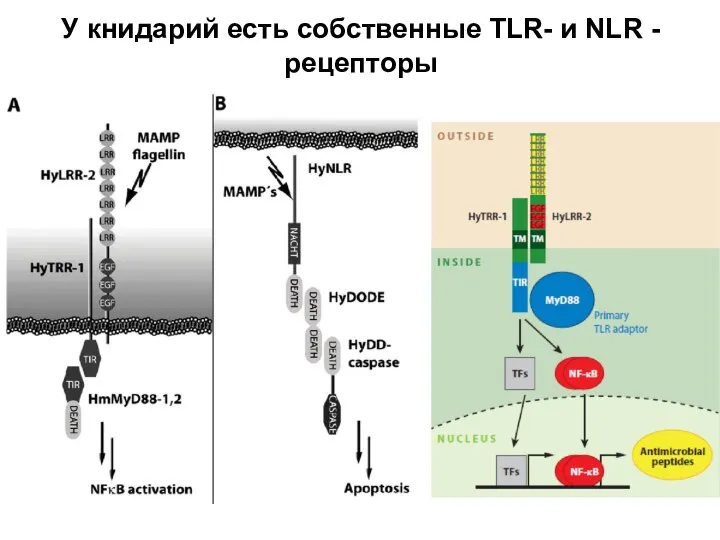 У книдарий есть собственные TLR- и NLR - рецепторы