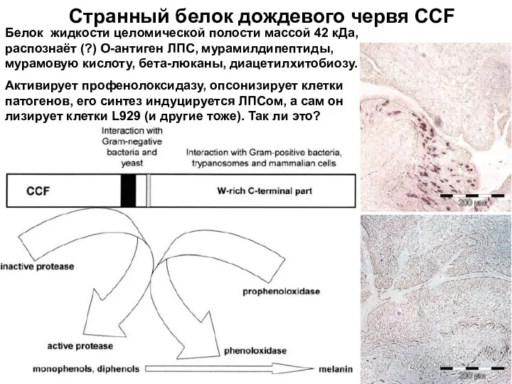 Странный белок дождевого червя CCF Белок жидкости целомической полости массой 42 кДа,