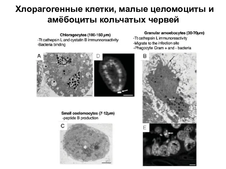 Хлорагогенные клетки, малые целомоциты и амёбоциты кольчатых червей