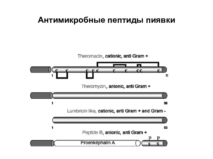 Антимикробные пептиды пиявки