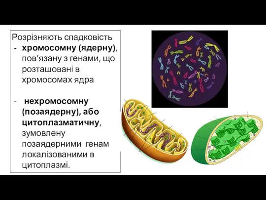 Розрізняють спадковість хромосомну (ядерну), пов’язану з генами, що розташовані в хромосомах ядра