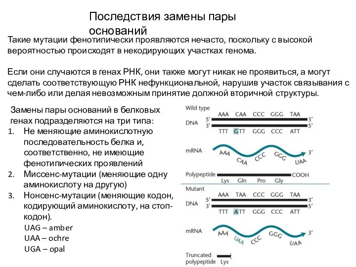 Последствия замены пары оснований Такие мутации фенотипически проявляются нечасто, поскольку с высокой