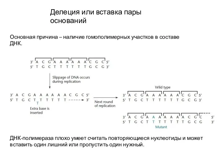 Делеция или вставка пары оснований Основная причина – наличие гомополимерных участков в