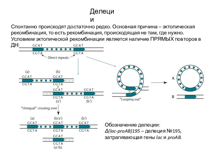 Делеции Спонтанно происходят достаточно редко. Основная причина – эктопическая рекомбинация, то есть