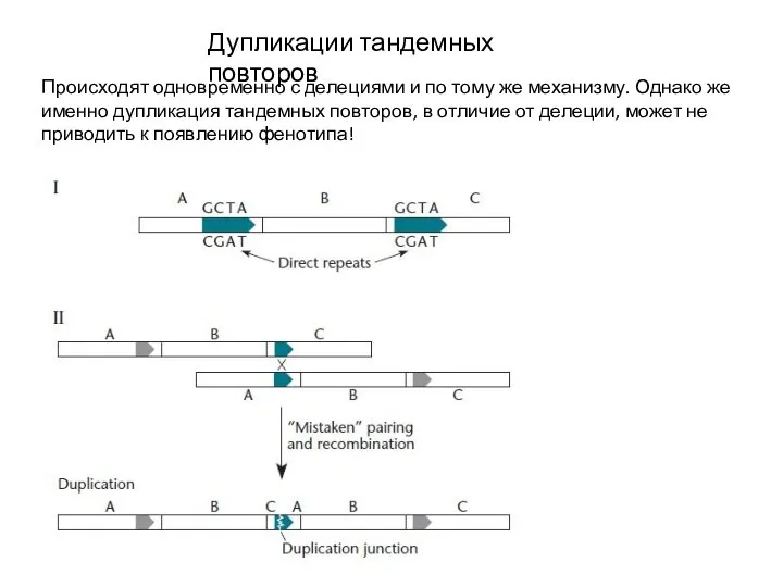 Дупликации тандемных повторов Происходят одновременно с делециями и по тому же механизму.