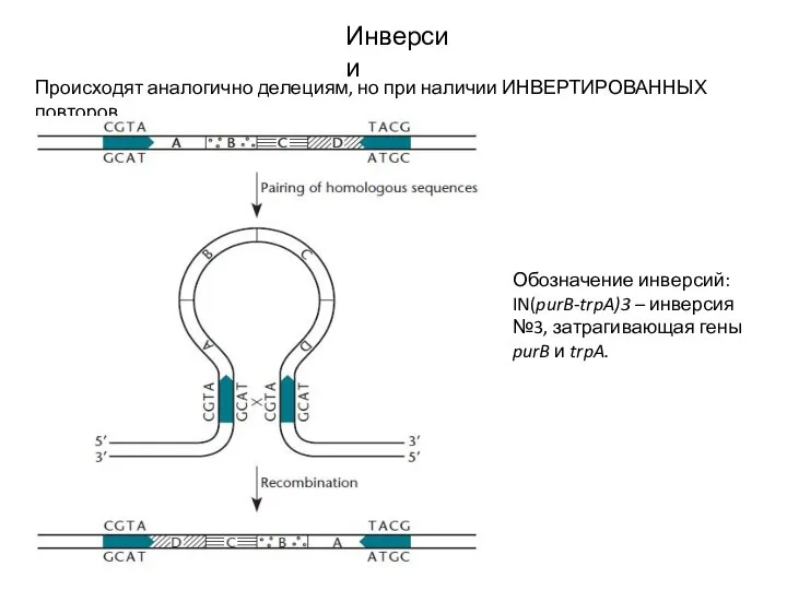 Инверсии Происходят аналогично делециям, но при наличии ИНВЕРТИРОВАННЫХ повторов. Обозначение инверсий: IN(purB-trpA)3