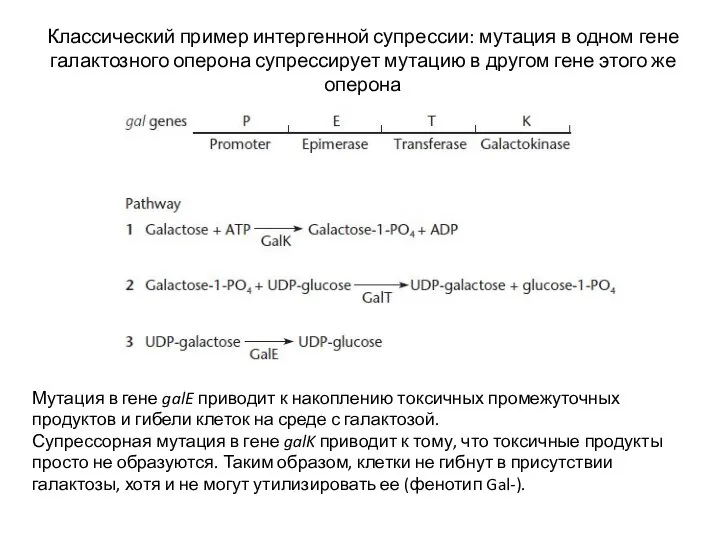 Классический пример интергенной супрессии: мутация в одном гене галактозного оперона супрессирует мутацию