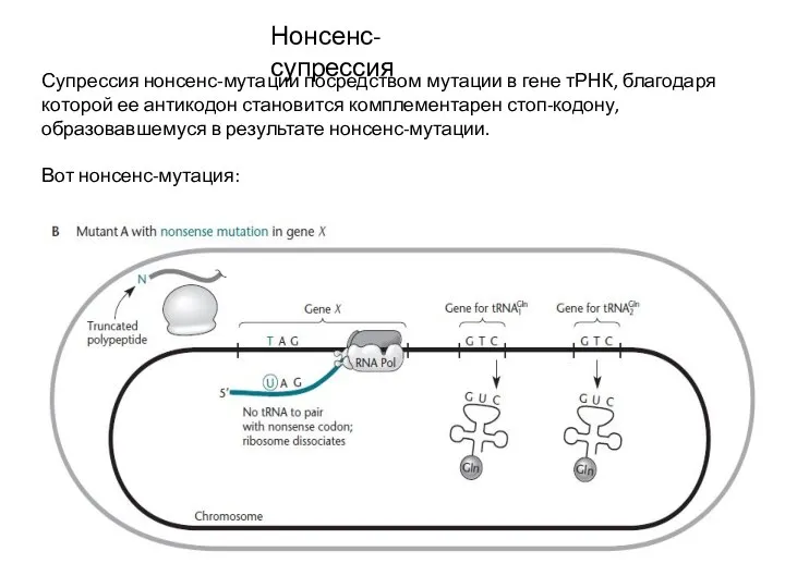 Нонсенс-супрессия Супрессия нонсенс-мутации посредством мутации в гене тРНК, благодаря которой ее антикодон