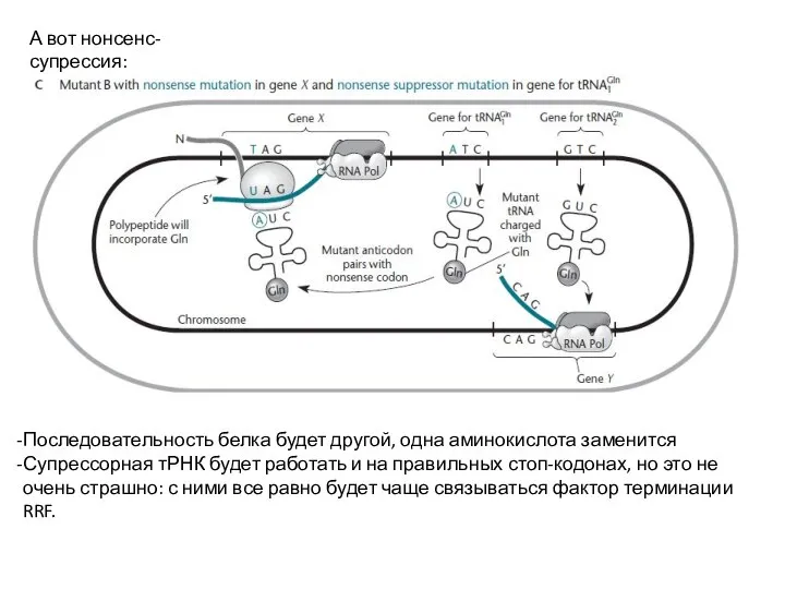 А вот нонсенс-супрессия: Последовательность белка будет другой, одна аминокислота заменится Супрессорная тРНК