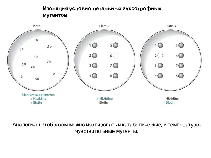 Изоляция условно-летальных ауксотрофных мутантов Аналогичным образом можно изолировать и катаболические, и температуро-чувствительные мутанты.