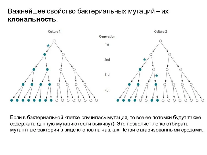 Важнейшее свойство бактериальных мутаций – их клональность. Если в бактериальной клетке случилась