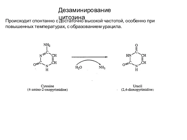 Дезаминирование цитозина Происходит спонтанно с достаточно высокой частотой, особенно при повышенных температурах, с образованием урацила.