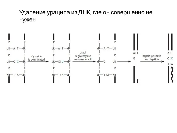 Удаление урацила из ДНК, где он совершенно не нужен