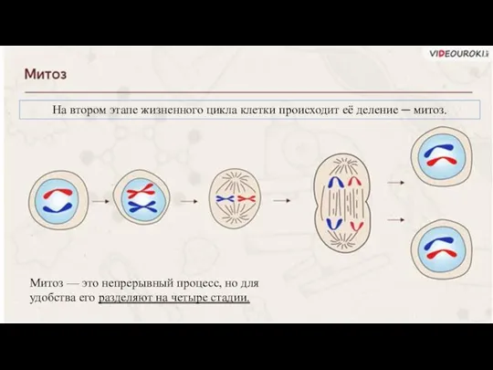 На втором этапе жизненного цикла клетки происходит её деление ─ митоз. Митоз