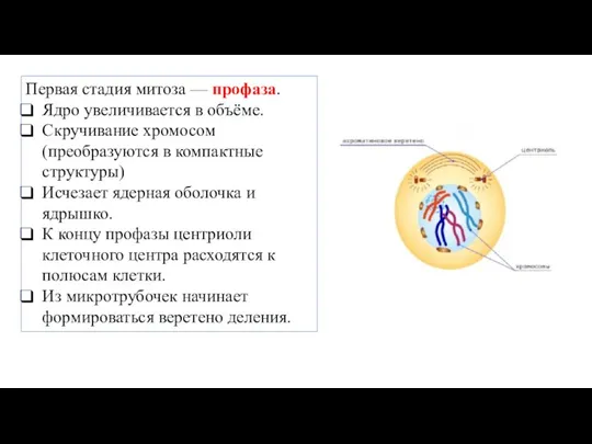 Первая стадия митоза — профаза. Ядро увеличивается в объёме. Скручивание хромосом (преобразуются