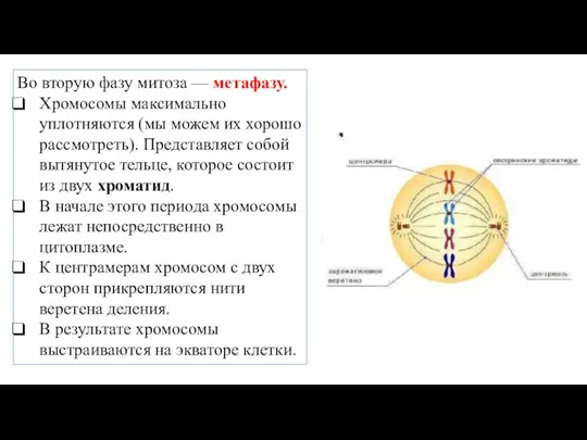 Во вторую фазу митоза — метафазу. Хромосомы максимально уплотняются (мы можем их