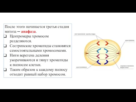 После этого начинается третья стадия митоза ─ анафаза. Центромеры хромосом разделяются. Сестринские