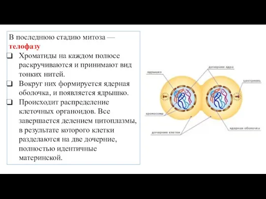 В последнюю стадию митоза — телофазу Хроматиды на каждом полюсе раскручиваются и