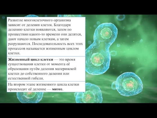 Жизненный цикл клетки — это время существования клетки от момента её образования