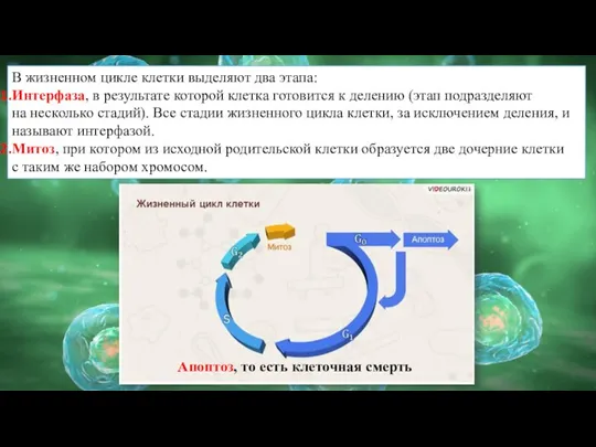 В жизненном цикле клетки выделяют два этапа: Интерфаза, в результате которой клетка