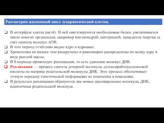 Рассмотрим жизненный цикл эукариотической клетки. В интерфазе клетка растёт. В ней синтезируются