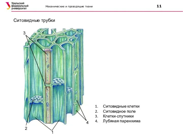 Механические и проводящие ткани 11 Ситовидные трубки Ситовидные клетки Ситовидное поле Клетки-спутники Лубяная паренхима