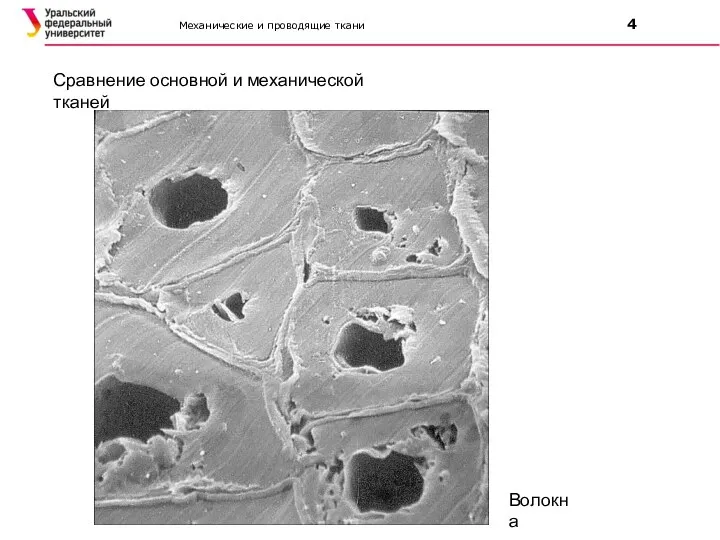 Механические и проводящие ткани 4 Сравнение основной и механической тканей Волокна