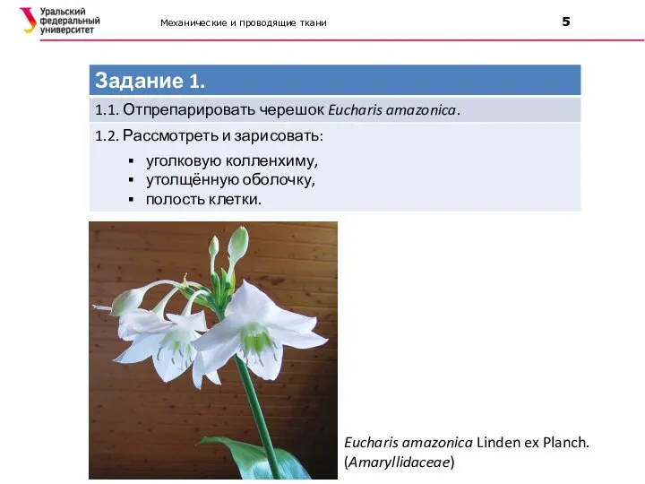 Eucharis amazonica Linden ex Planch. (Amaryllidaceae) Механические и проводящие ткани 5