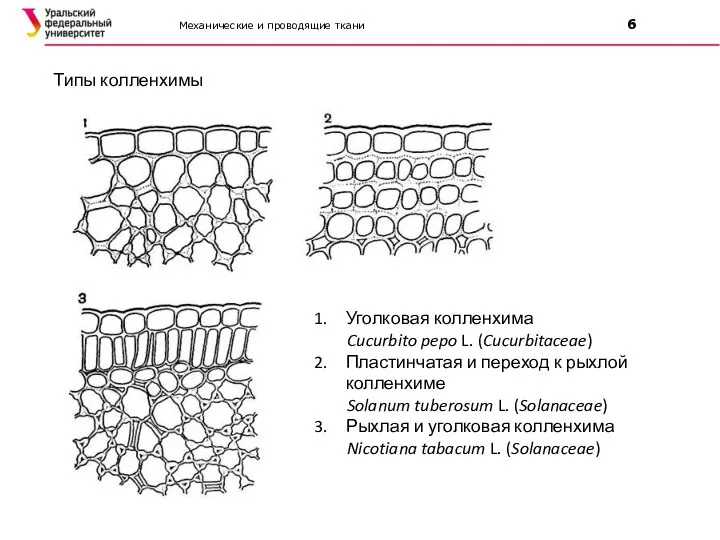 Механические и проводящие ткани 6 Типы колленхимы Уголковая колленхима Cucurbito pepo L.