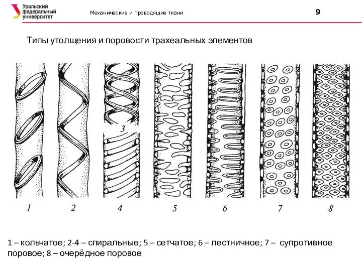 Механические и проводящие ткани 9 Типы утолщения и поровости трахеальных элементов 1