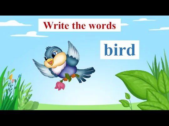 bird Write the words
