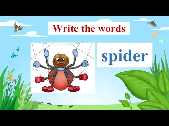 spider Write the words