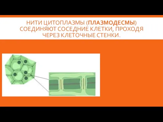 НИТИ ЦИТОПЛАЗМЫ (ПЛАЗМОДЕСМЫ) СОЕДИНЯЮТ СОСЕДНИЕ КЛЕТКИ, ПРОХОДЯ ЧЕРЕЗ КЛЕТОЧНЫЕ СТЕНКИ.