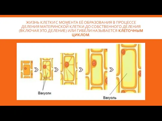 ЖИЗНЬ КЛЕТКИ С МОМЕНТА ЕЁ ОБРАЗОВАНИЯ В ПРОЦЕССЕ ДЕЛЕНИЯ МАТЕРИНСКОЙ КЛЕТКИ ДО