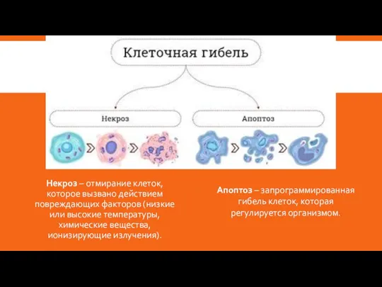 Некроз – отмирание клеток, которое вызвано действием повреждающих факторов (низкие или высокие