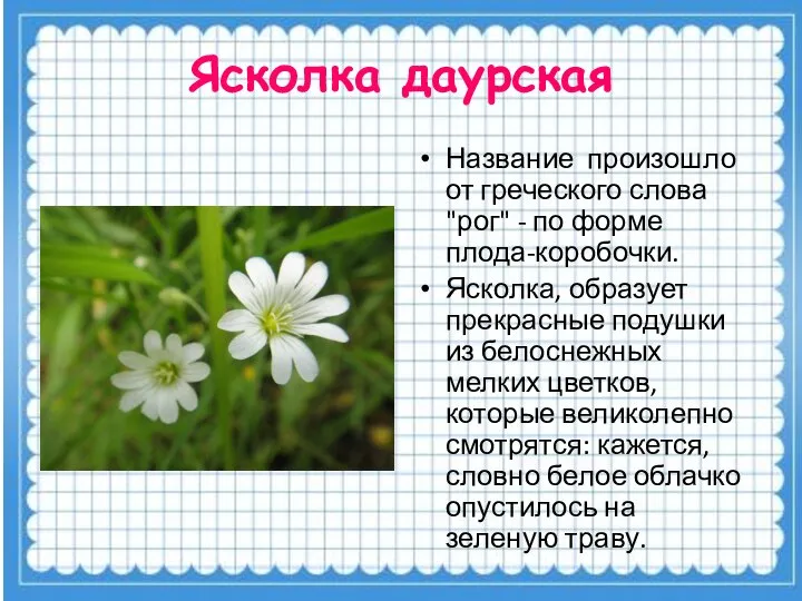 Ясколка даурская Название произошло от греческого слова "рог" - по форме плода-коробочки.