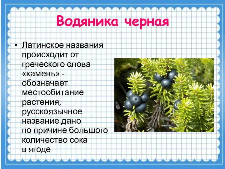 Водяника черная Латинское названия происходит от греческого слова «камень» - обозначает местообитание