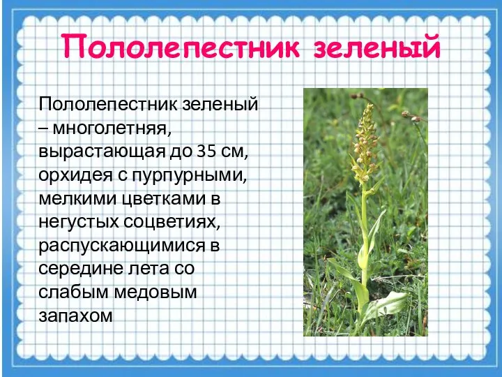 Пололепестник зеленый Пололепестник зеленый – многолетняя, вырастающая до 35 см, орхидея с